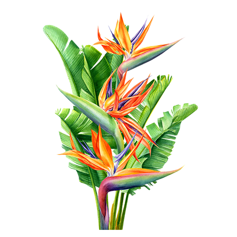 birds_of_paradise